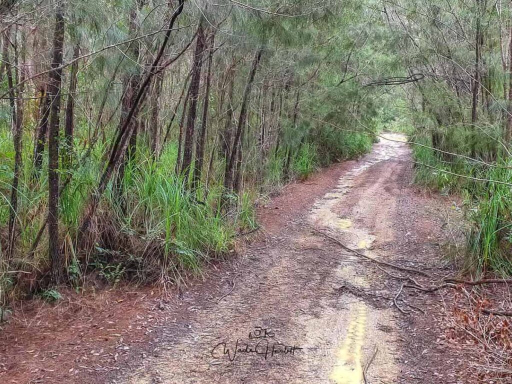 PRB track forestry road
