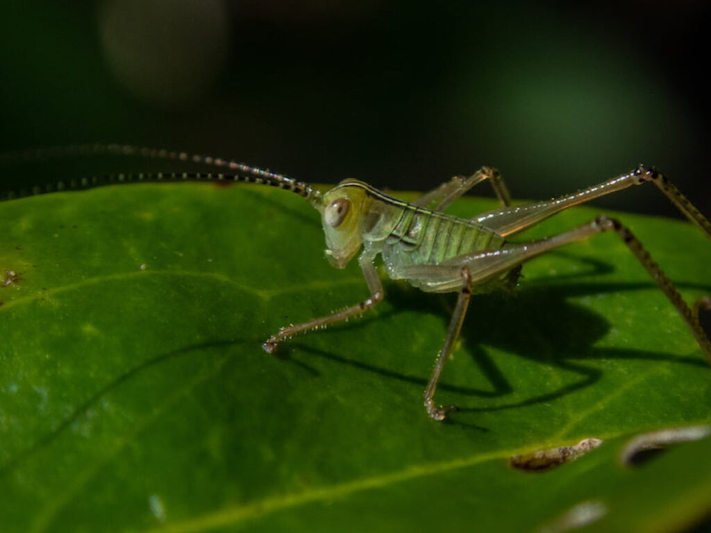 PB222279 - grasshopper at Ollera Creek Townsville Hike and Explore Queensland Australia